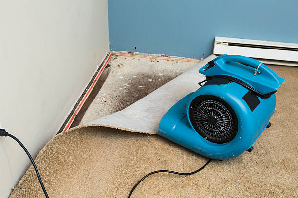 Best Carpet water damage restoration  in Northampton, PA